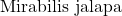 \text{Mirabilis jalapa}