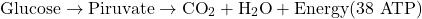 \[\text{Glucose} \rightarrow \text{Piruvate} \rightarrow \text{CO}_2 + \text{H}_2\text{O} + \text{Energy} (38 \text{ ATP})\]