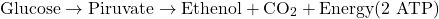 \[\text{Glucose} \rightarrow \text{Piruvate} \rightarrow \text{Ethenol} + \text{CO}_2 + \text{Energy} (2 \text{ ATP})\]