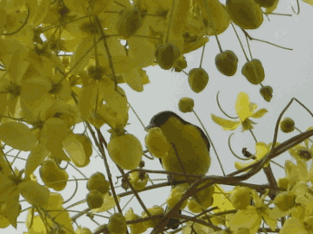 MP Board Class 11 Hornbill The Laburnum Top by Ted Hughes
