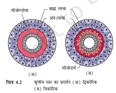 MP Board 11th Biology Classification of the Animal Kingdom