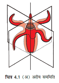 MP Board 11th Biology Classification of the Animal Kingdom