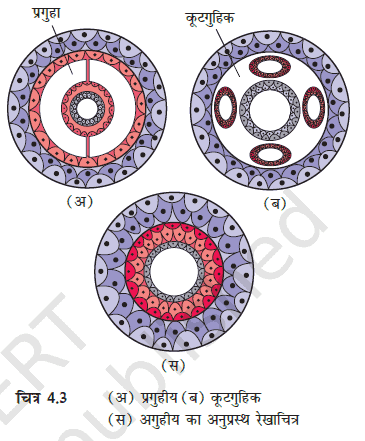 MP Board 11th Biology Classification of the Animal Kingdom