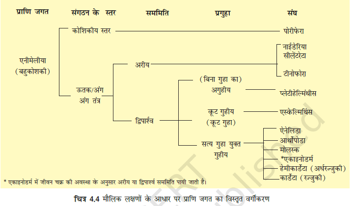 MP Board 11th Biology Classification of the Animal Kingdom