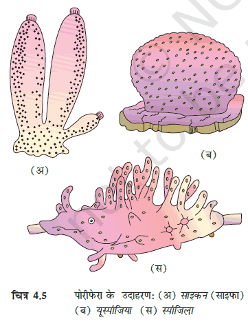 MP Board 11th Biology Classification of the Animal Kingdom