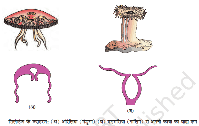 MP Board 11th Biology Classification of the Animal Kingdom