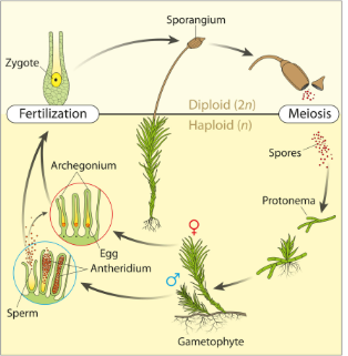 MP Board Class 11th Biology Plant Kingdom