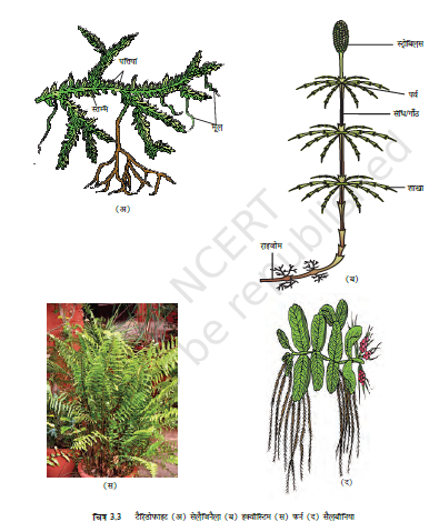 MP Board Class 11th Biology Plant Kingdom
