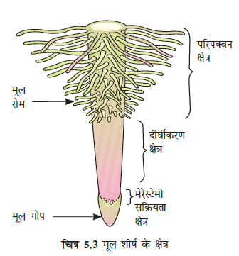 Morphology of Flowering Plants