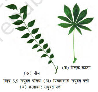Morphology of Flowering Plants