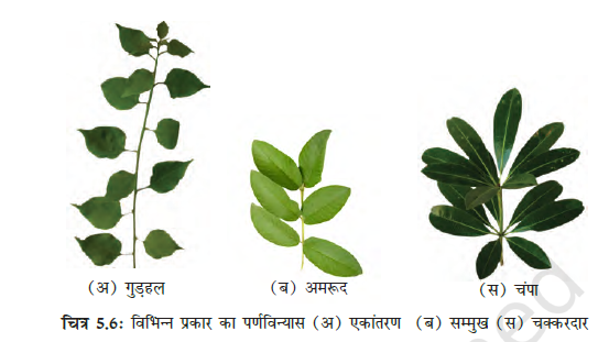 Morphology of Flowering Plants