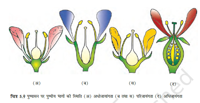 Morphology of Flowering Plants