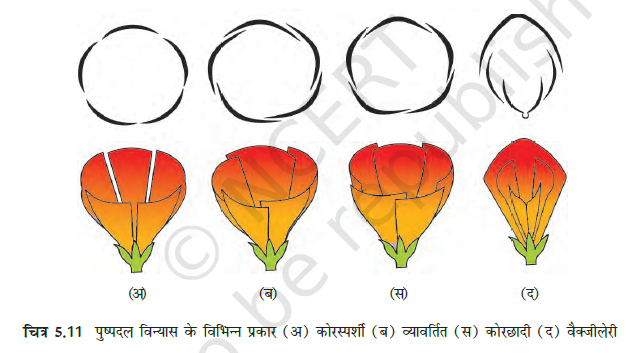 Morphology of Flowering Plants