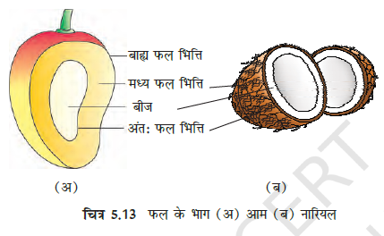 Morphology of Flowering Plants