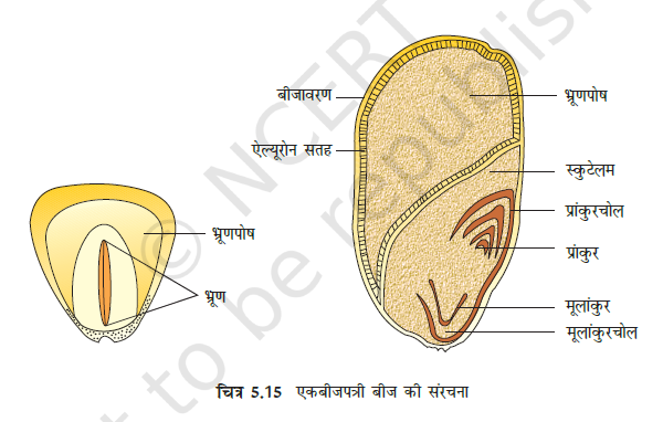Morphology of Flowering Plants
