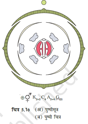 Morphology of Flowering Plants