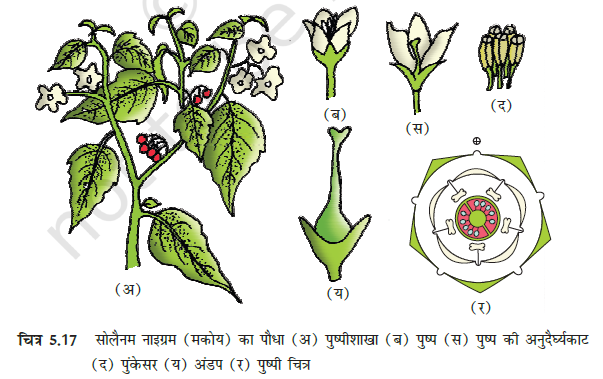 Morphology of Flowering Plants