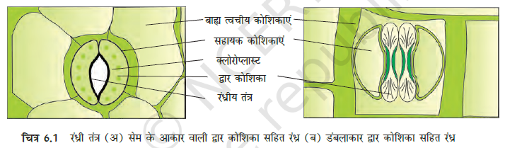 Anatomy of Flowering Plants