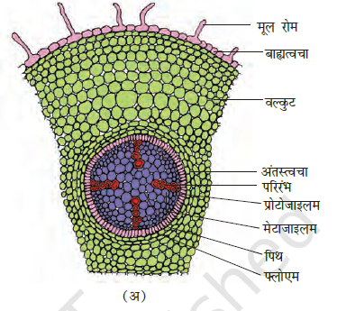 Anatomy of Flowering Plants