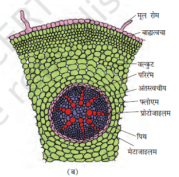Anatomy of Flowering Plants