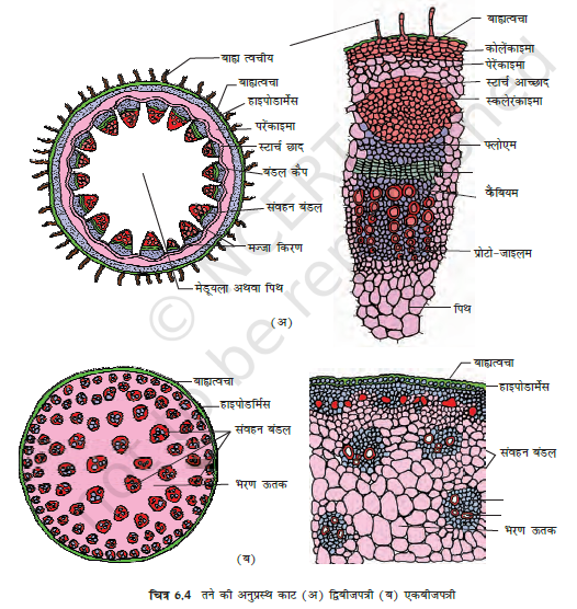 Anatomy of Flowering Plants