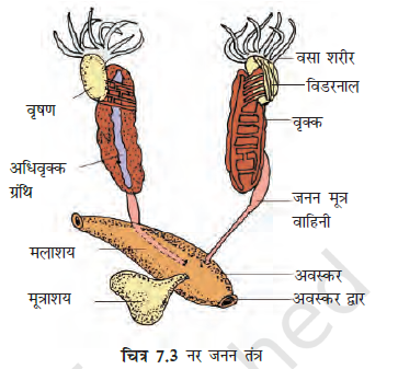 Structural Organization in Frogs