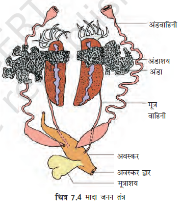 Structural Organization in Frogs