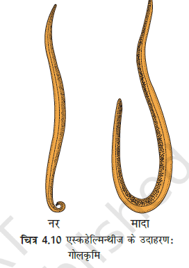 MP Board 11th Biology Classification of the Animal Kingdom
