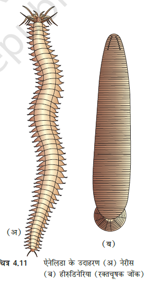 MP Board 11th Biology Classification of the Animal Kingdom