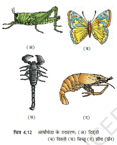 MP Board 11th Biology Classification of the Animal Kingdom