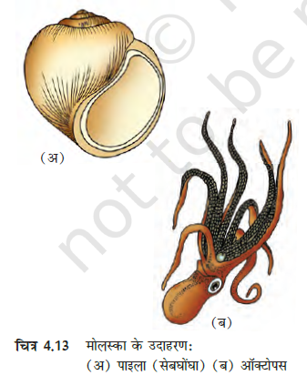 MP Board 11th Biology Classification of the Animal Kingdom