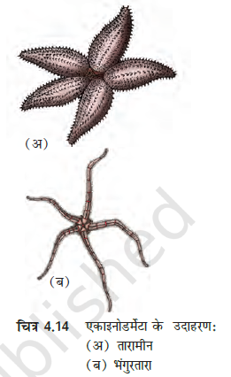 MP Board 11th Biology Classification of the Animal Kingdom