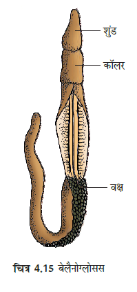MP Board 11th Biology Classification of the Animal Kingdom
