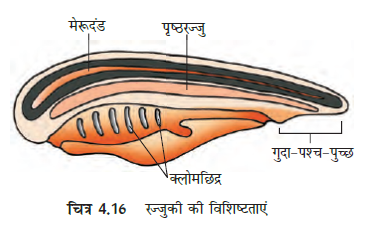 MP Board 11th Biology Classification of the Animal Kingdom
