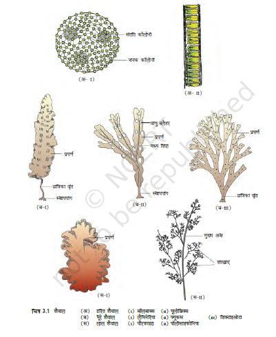 MP Board Class 11th Biology Plant Kingdom