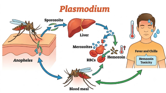 MP Board Class 12 Biology Human Health and Diseases