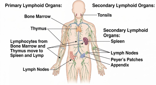 MP Board Class 12 Biology Human Health and Diseases