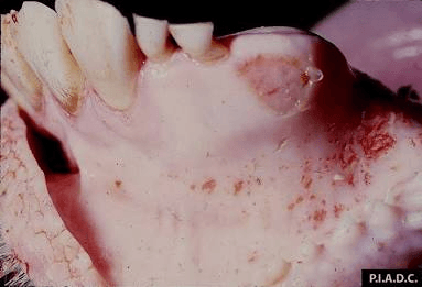 Common Diseases of Animals Rinderpest