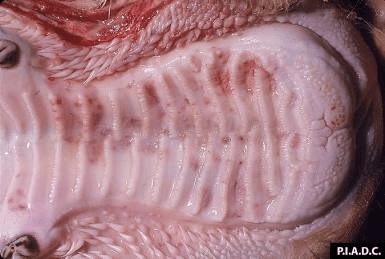 Common Diseases of Animals Rinderpest
