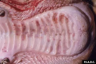 Common Diseases of Animals Rinderpest