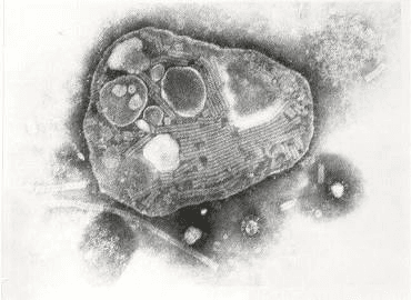 Common Diseases of Animals Rinderpest