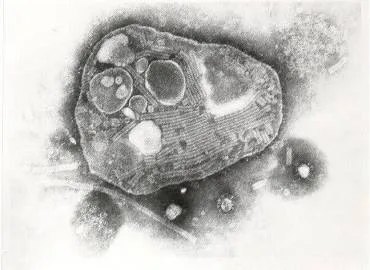 Common Diseases of Animals Rinderpest