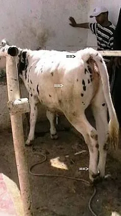 Common Diseases of Animals Black Quarter