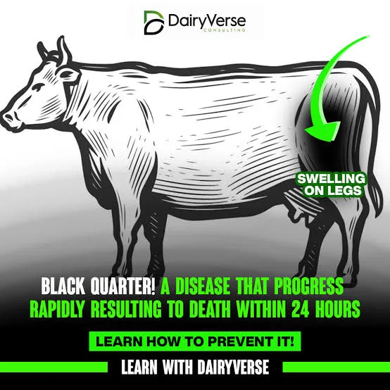 Common Diseases of Animals Black Quarter