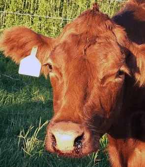 Common Diseases of Animals Anthrax Disease