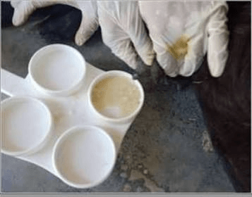 Common Diseases of Animals Mastitis Disease