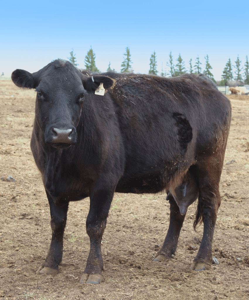 Common Diseases of Animals Mastitis Disease