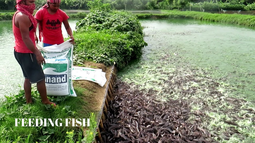 Fish Feed and Nutrition