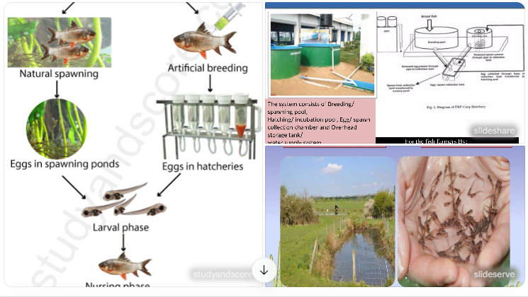 Fish Seed Production Technology