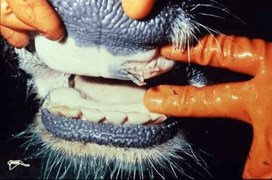 Animal Husbandry Foot and Mouth Disease - FMD 